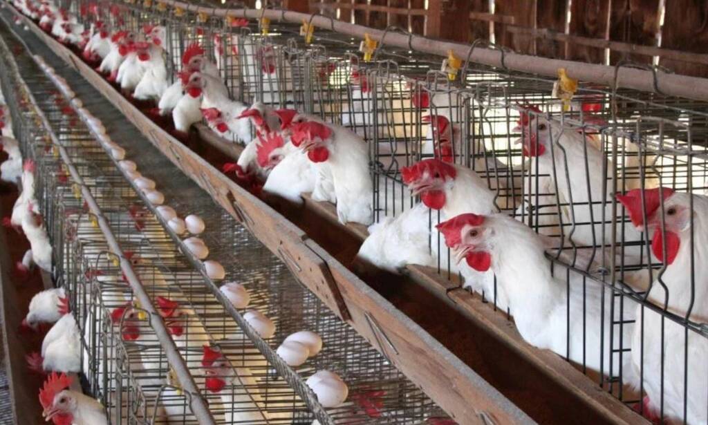 أسعار الدواجن