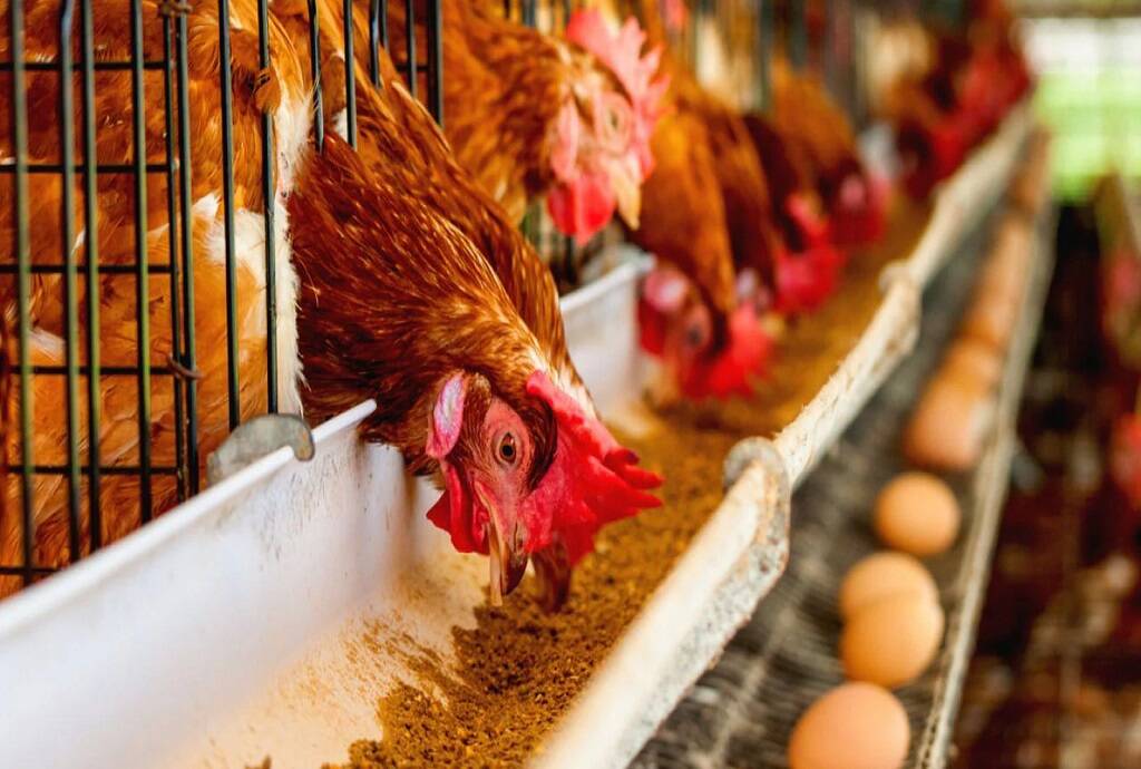 مزرعة دواجن