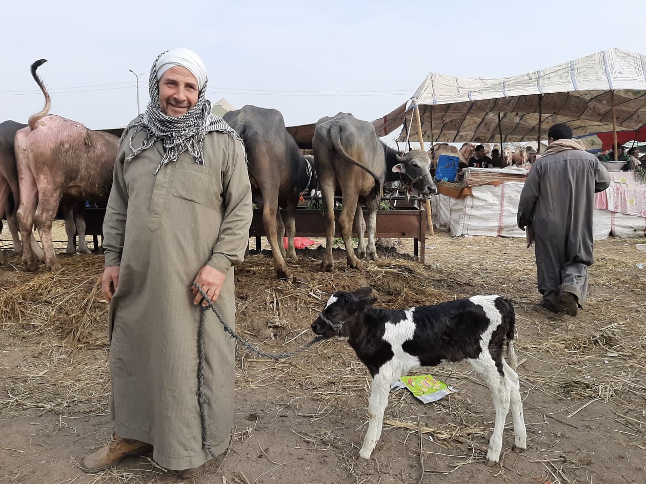 سوق مواشي في مصر